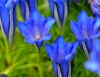 Show product details for Gentiana Blauer Kobold